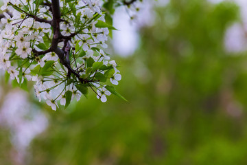 Tree branches with white flowers on them