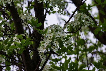 Tree branches with white flowers on them