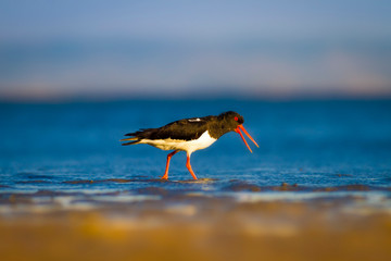 Shore bird. Nature habitat background. Bird: Eurasian Oystercatcher Haematopus ostralegus.