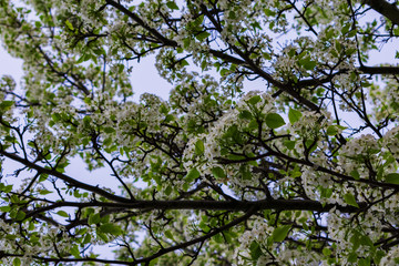 Tree branches with white flowers on them