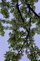 Tree branches with white flowers on them