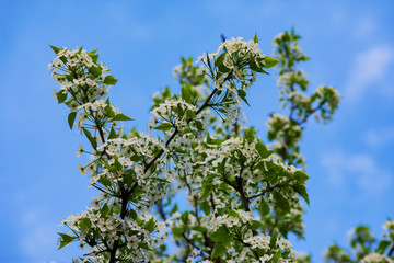 Fototapeta premium Tree branches with white flowers on them