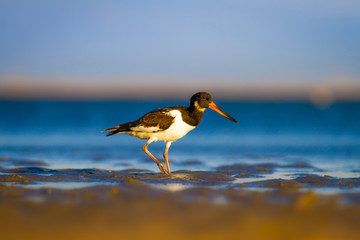 Shore bird. Nature habitat background. Bird: Eurasian Oystercatcher Haematopus ostralegus.