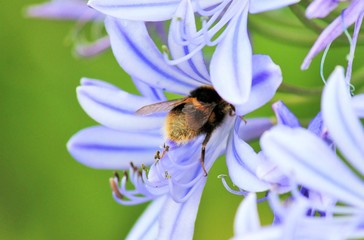 bee collecting pollen with copy space stock photo photograph image picture 