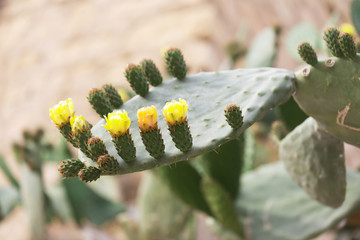 Blooming cactus with prickles and yellow flowers