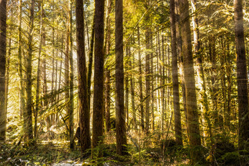Fototapeta na wymiar Light rays shining through a beautiful forest background.