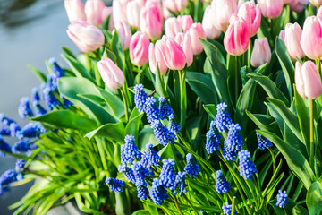 Blue grape hyacinth and pink roses in blossom garden.