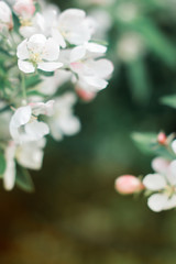 Apple blossom on an apple tree in a domestic garden with sun shining behind. Focus is on the foreground with the background out of focus.