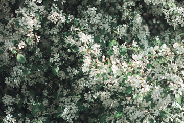 Blossom tree over nature background/ Spring flowers/Spring Background