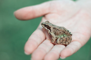 Miniature frog sitting on a Human Finger (index) so we can see how small the frog is