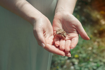 A small frog held carefully in the palms of a woman