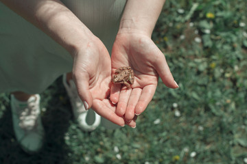 the frog sits on a pregnant woman's hand, spring blosoom copyspace background