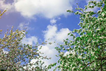 Blossom Cherry Tree over Nature Blue Sky Background. Beautiful White Cherry Tree Flowers in Spring Garden.