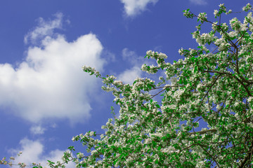 Blossom Cherry Tree over Nature Blue Sky Background. Beautiful White Cherry Tree Flowers in Spring Garden.