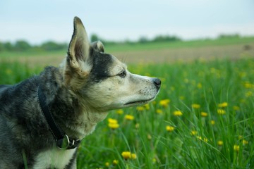 charming cute dog on a walk in yellow flowers in the grass.