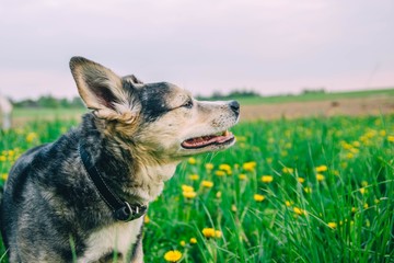 charming cute dog on a walk in yellow flowers in the grass.
