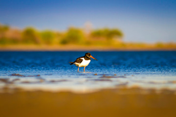 Shore bird. Nature habitat background. Bird: Eurasian Oystercatcher Haematopus ostralegus.