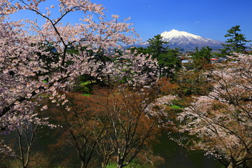 春の弘前公園
