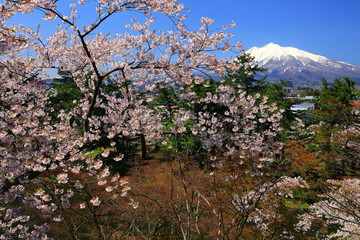春の弘前公園
