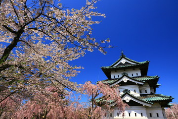 Fototapeta premium 春の弘前公園