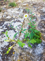 Mexican fleabane or Spanish daisy