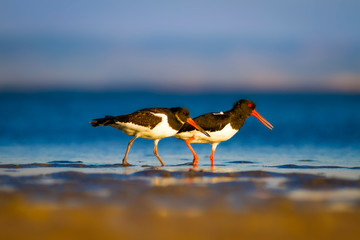 Shore bird. Nature habitat background. Bird: Eurasian Oystercatcher Haematopus ostralegus.