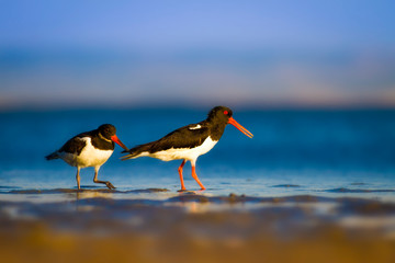 Shore bird. Nature habitat background. Bird: Eurasian Oystercatcher Haematopus ostralegus.
