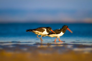 Shore bird. Nature habitat background. Bird: Eurasian Oystercatcher Haematopus ostralegus.
