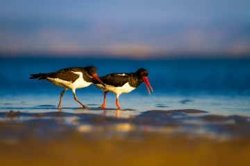 Shore bird. Nature habitat background. Bird: Eurasian Oystercatcher Haematopus ostralegus.
