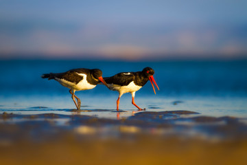 Shore bird. Nature habitat background. Bird: Eurasian Oystercatcher Haematopus ostralegus.