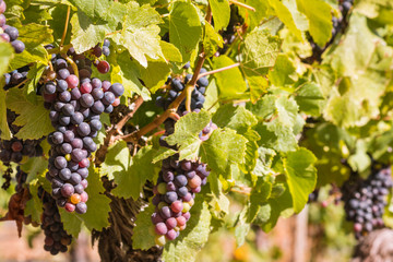 Fototapeta premium bunches of ripe Cabernet Sauvignon grapes on vine in vineyard at harvest time