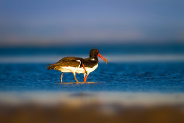 Shore bird. Nature habitat background. Bird: Eurasian Oystercatcher Haematopus ostralegus.