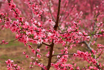 Peach blossom in the garden