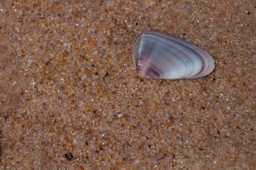Fototapeta na wymiar Seashell and Sand 