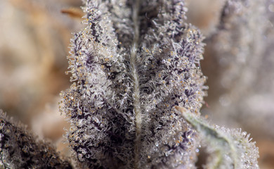 Cannabis Macro