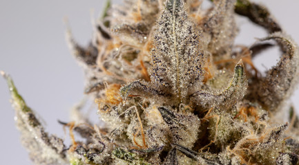Cannabis Macro