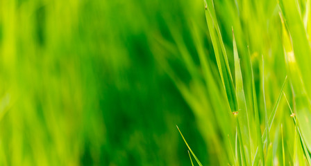 Panoramic view of reed on green color bokeh background, Green color image