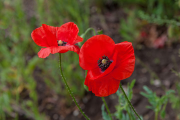 Big red poppies on the background of a blooming meadow