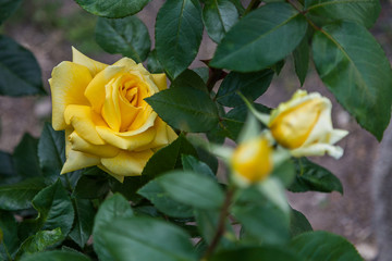 Perfect shaped yellow rose bud