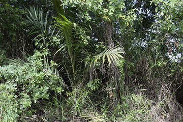 Interior de Mata Atlântica. Floresta tropical 