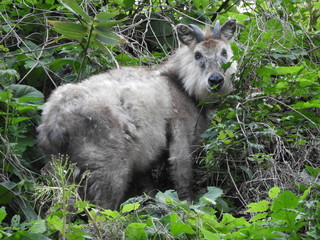 ニホンカモシカ