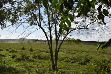 Gramado verde em paisagem rural