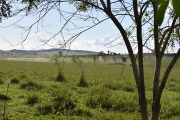 Gramado verde em paisagem rural