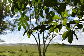Gramado verde em paisagem rural