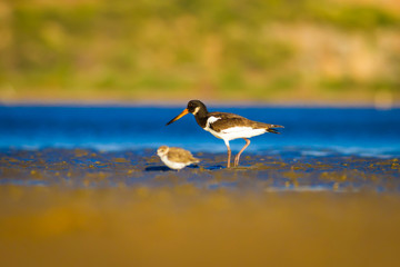 Water and bird Oystercatcher. Blue, green and yellow background. Bird: Eurasian Oystercatcher...