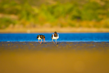Water and bird Oystercatcher. Blue, green and yellow background. Bird: Eurasian Oystercatcher...