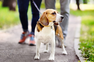 Young couple with Beagle dog wearing in collar and leash walking in the summer park.