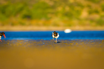 Water and bird Oystercatcher. Blue, green and yellow background. Bird: Eurasian Oystercatcher...