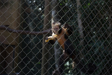 Monkey in the cage. It is holding a banana.