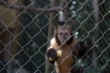 Monkey in the cage. It is holding a banana.